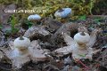 Geastrum pectinatum-amf829